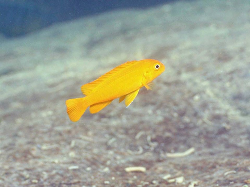 Pseudotropheus johannii 'Gome'